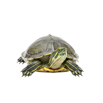 Red eared slider turtle isolated on black background
