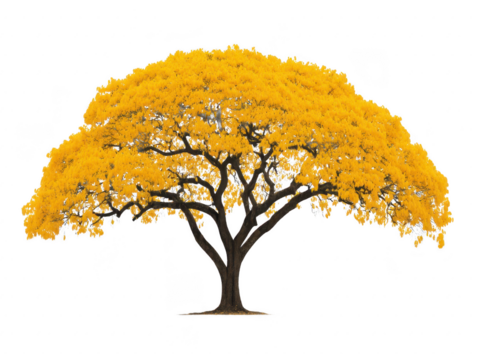 Yellow flowering tree with wide canopy, isolated on transparency background, vibrant spring foliage, natural beauty, tropical landscape, lush branches, serene and peaceful atmosphere