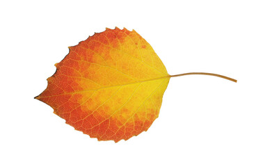 single colorful aspen leaf in autumn