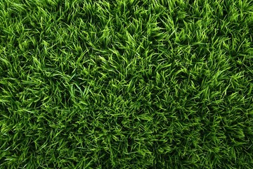 Obraz premium Vibrant Green Grass Texture for Backgrounds and Design Elements