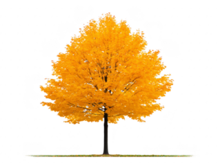 Golden autumn tree with vibrant yellow leaves, isolated on transparency background, showcasing seasonal beauty and natural elegance, perfect for nature, landscape, or seasonal design concepts
