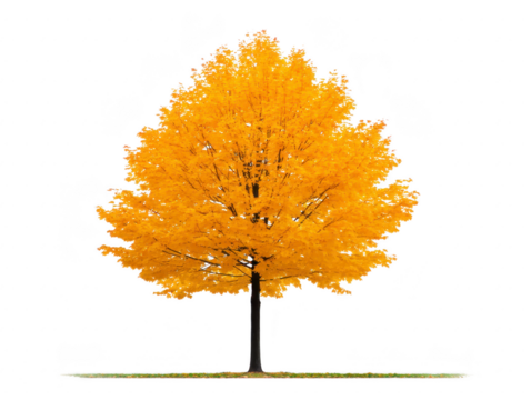 Golden autumn tree with vibrant yellow leaves, isolated on transparency background, showcasing seasonal beauty and natural elegance, perfect for nature, landscape, or seasonal design concepts