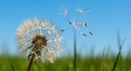 A dandelion seed head disperses seeds against a bright blue sky