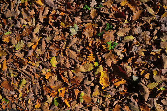 Copper and yellow foliage photography in forest from mountain in the mountains from Romania