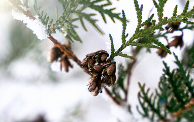 Close-up of evergreen branch with brown cones covered in snow. Winter nature scene with frosty foliage and delicate details. Selective focus.