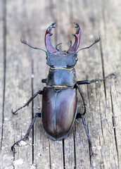 A stag beetle (Lucanus cervus) in the wild