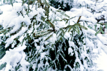 Magical winter landscape with snow covered spruce branches. Festive atmosphere of a winter park. Selective focus.