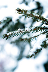 Close-up of a snow covered spruce branch with delicate ice crystals resting on the green needles. Natural beauty of the winter forest. Selective focus.