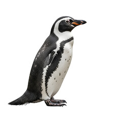 Obraz premium Penguin standing profile against a black background