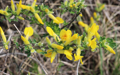 Chamaecytisus blooms in the wild