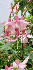 Beautiful pink blossoms of a fuchsia plant 
extraordinary blossom and stamens
Close-up summer balcony plant