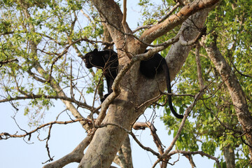Rare black panther spotted in Nagarhole national park. India