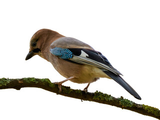 Cute bird Eurasian Jay or Garrulus Glandarius isolated on transparent background. Eurasian jay has pinkish brown plumage with bright blue feathers on wings. Eurasian jay perched on branch