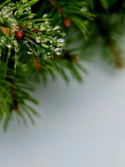 fir branch with rain drops like ice pearls on grey background
simple frame for card and paper