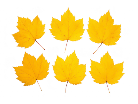 Six yellow maple leaves arranged in two rows on transparency background, showcasing autumn foliage and natural texture, perfect for seasonal, botanical, or nature themed designs