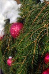 Background of fir branches and red Christmas baubles with snow, festive holiday decoration with copy space