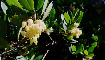 Bright yellow blooms of arbutus tree shine in autumn, set against lush green leaves, inviting focus
