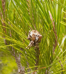 A round spider quietly rests among the vibrant green leaves of a Mediterranean pine tree
