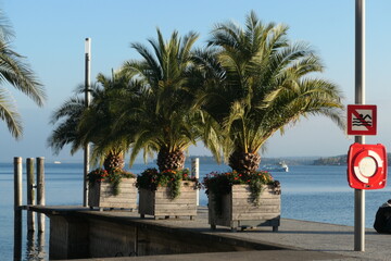 &Uuml;berlingen am Bodensee / Hafeneinfahrt- Palmen am Wasser in Blumenk&uuml;beln an Uferpromenade mit Blick auf den See und Boote