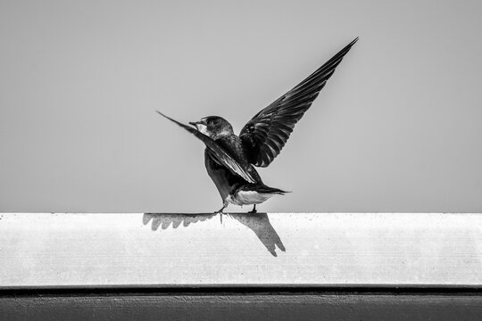 beautiful swallow bird on the edge of a farm roof