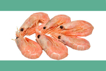 Shrimp are one of the most important crustacean species for the fishing industry.