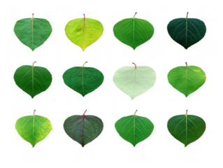 Various heart shaped leaves different shades of green yellow and purple isolated transparency background showing diversity color texture and vein patterns creating natural and vibrant mood