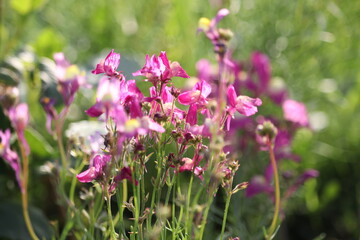 Fototapeta premium Wild Pink Toadflax Flowers Blooming in Sunlight — Natural Macro Floral Photography
