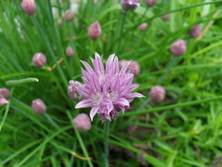 Obraz premium Pink flower in the grass