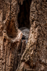 Wild boar peeking through hollow tree trunk with rough bark texture in forest environment