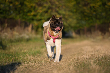 An American Akita dog walks in a summer forest