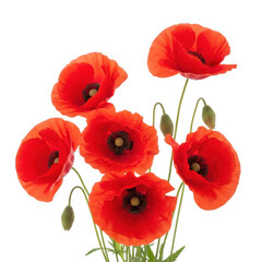Obraz premium Vibrant red poppies with delicate green stems isolated on transparent background