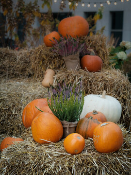 Jesienna dekoracja z dyni i siana na zewnątrz (pomarańczowe, białe, prążkowane), tykwy i doniczki z wrzosem. Wszystkie elementy ułożone są na balach siana, tworząc rustykalną, przytulną atmosferę. Id