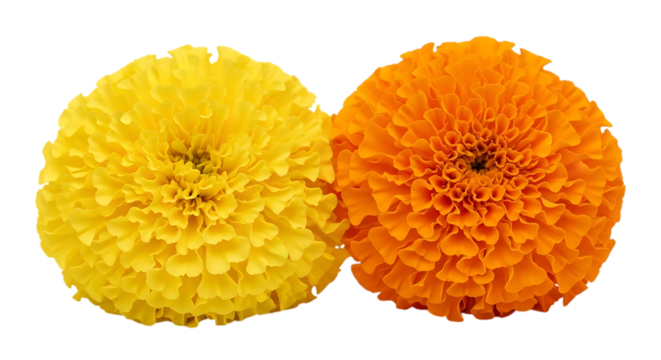 Two fluffy marigold flowers, one yellow one orange, cutout, PNG isolated on white or transparent background