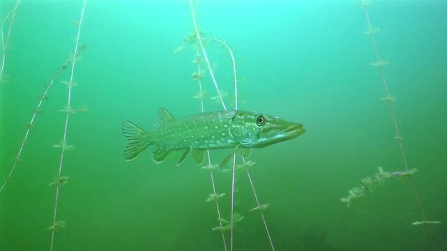 Pike in the  freshwater lake on the plants background