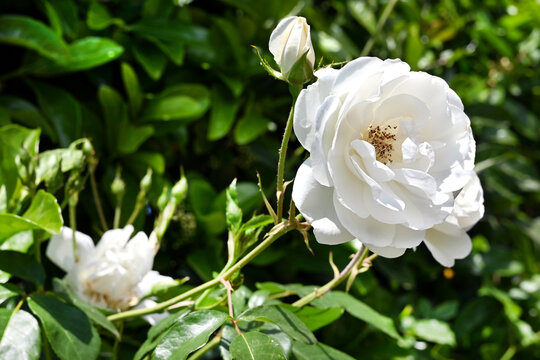 ROSA ROSAL FLOR JARD&Iacute;N BLANCA VERDE NATURALEZA