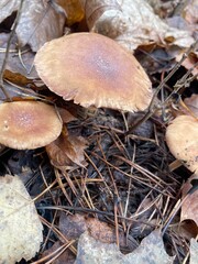 Mushrooms growing among fallen leaves in a forest during autumn season
