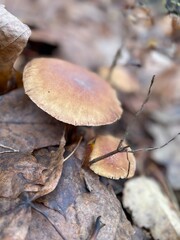Mushrooms growing among fallen leaves in a forest during autumn season