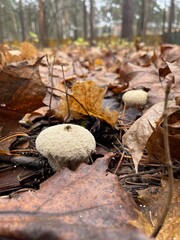 A round, textured mushroom stands out among dried autumn leaves on the forest floor. The scene captures the beauty of fall nature and the quiet of the woods.