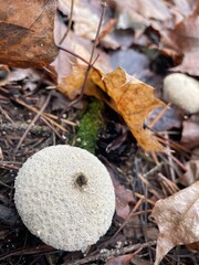 A round, textured mushroom stands out among dried autumn leaves on the forest floor. The scene captures the beauty of fall nature and the quiet of the woods.