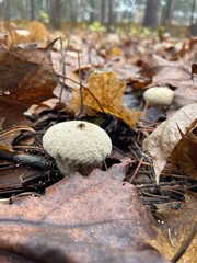 A round, textured mushroom stands out among dried autumn leaves on the forest floor. The scene captures the beauty of fall nature and the quiet of the woods.