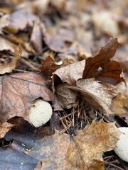 A round, textured mushroom stands out among dried autumn leaves on the forest floor. The scene captures the beauty of fall nature and the quiet of the woods.