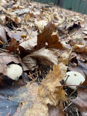A round, textured mushroom stands out among dried autumn leaves on the forest floor. The scene captures the beauty of fall nature and the quiet of the woods.