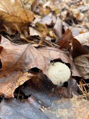 A round, textured mushroom stands out among dried autumn leaves on the forest floor. The scene captures the beauty of fall nature and the quiet of the woods.
