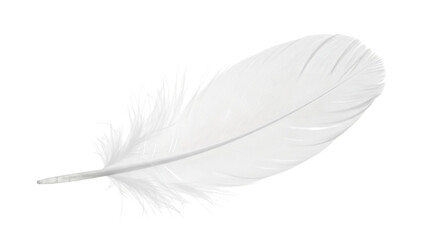 Obraz premium Single white feather, with delicate barbs and frayed edges, cutout, PNG isolated on white or transparent background