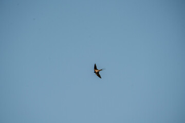 swallow in flight bird