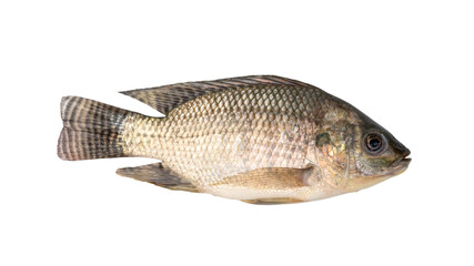Young small Tilapia fish isolated on white background with clipping path.Top view
