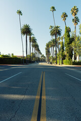 Fototapeta premium Famous palm tree street in Beverly Hills, Los Angeles, California