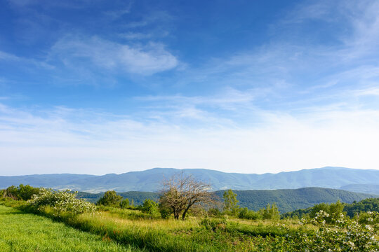 field in the mountain landscape in summer. beautiful view of green carpathian alps under blue sky at sunset. picturesque countryside scenery with rolling hills and meadows