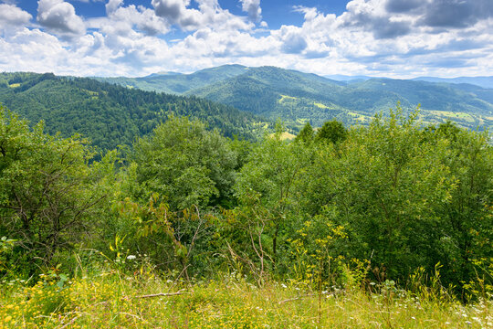 forest in the green mountain landscape of ukraine in summer. beautiful nature landscape with cloudy sky. popular travel destination with view in to the valley of the river uzh. natural park ecosystem