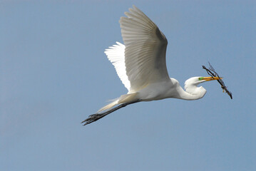 birds-florida-close-up-beautiful-great-white-egret-heron-flying-nesting-material-twig-branch-against-clear-blue-sky